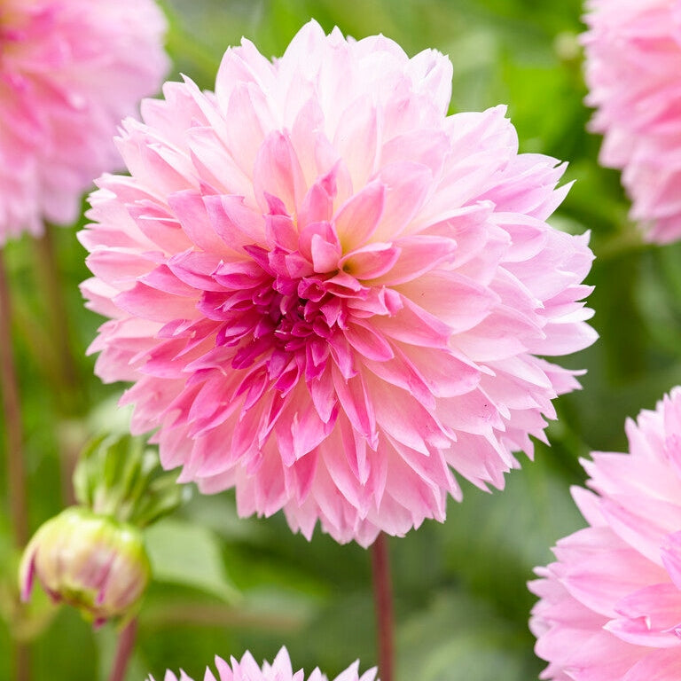 Dahlia Fubuki Sakura 1-pakke